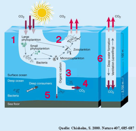 Biologische Pumpe